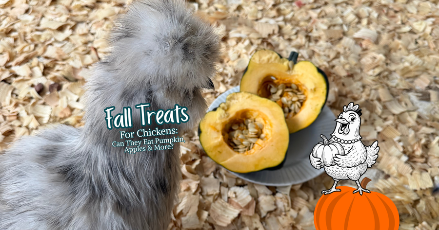 Fall Treats for Chickens: Can They Eat Pumpkin, Apples & More?