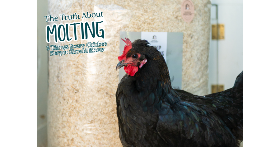 Hen going through molting season with patchy feathers in a backyard chicken coop