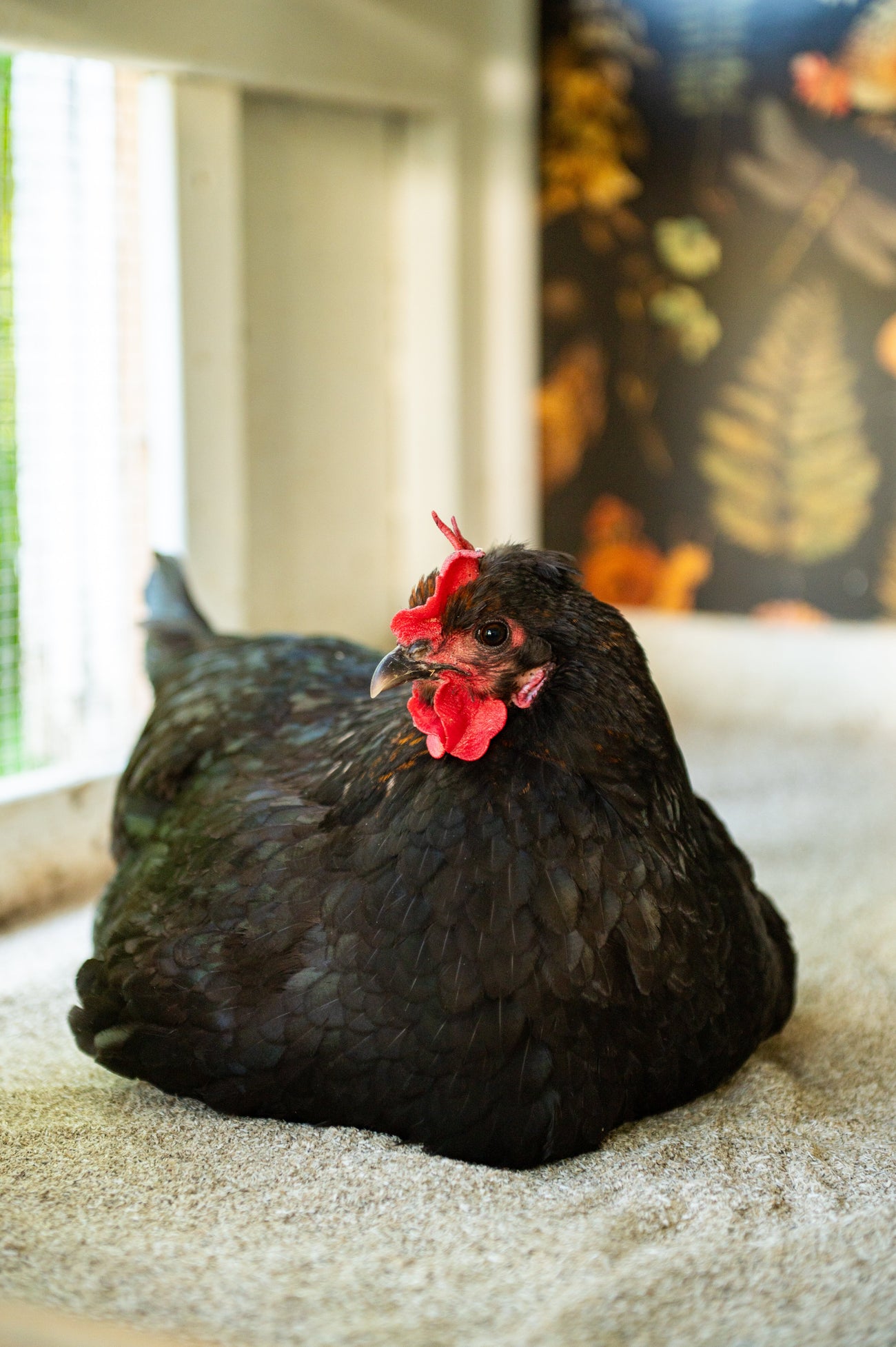 Summer chicken coop care with healthy chickens enjoying a clean, well-maintained coop during hot weather