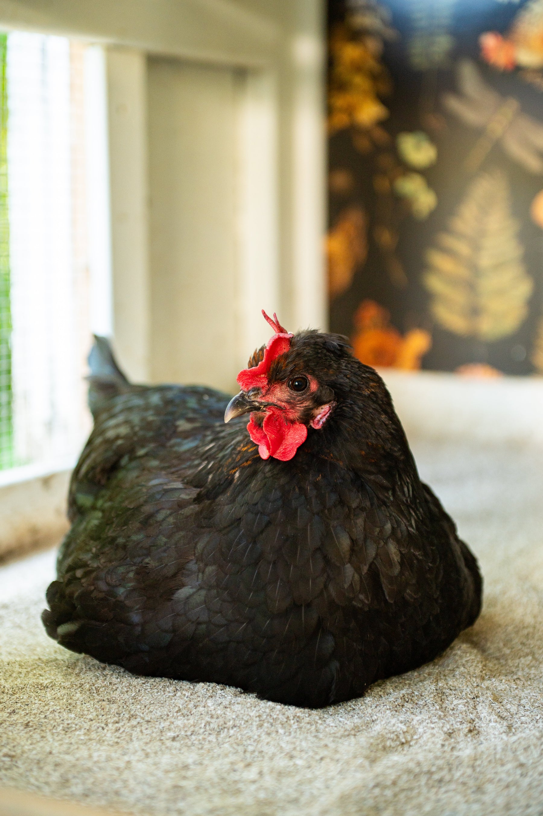 Summer chicken coop care with healthy chickens enjoying a clean, well-maintained coop during hot weather