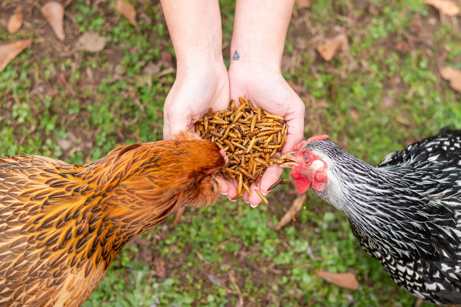 Yes, Your Chickens Actually Know Who You Are