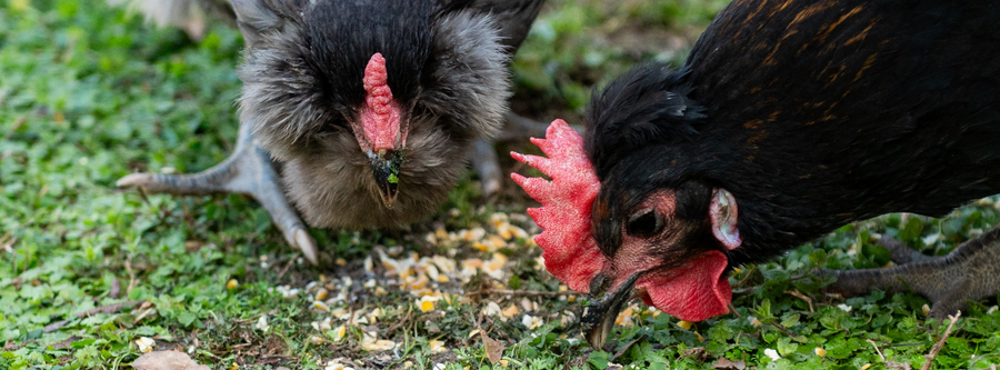 Why So Many People Fall in Love with Raising Backyard Chickens