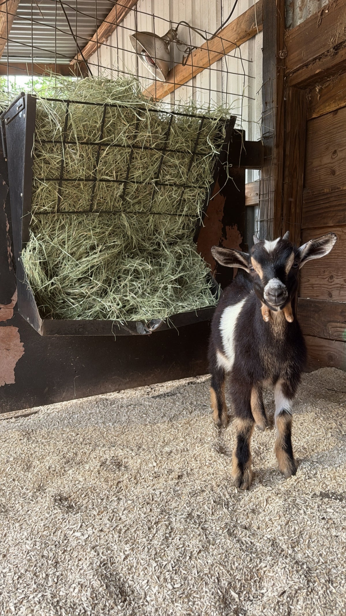 Young goat standing on Premium Poultry hemp animal bedding inside a barn stall