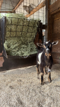 Young goat standing on Premium Poultry hemp animal bedding inside a barn stall