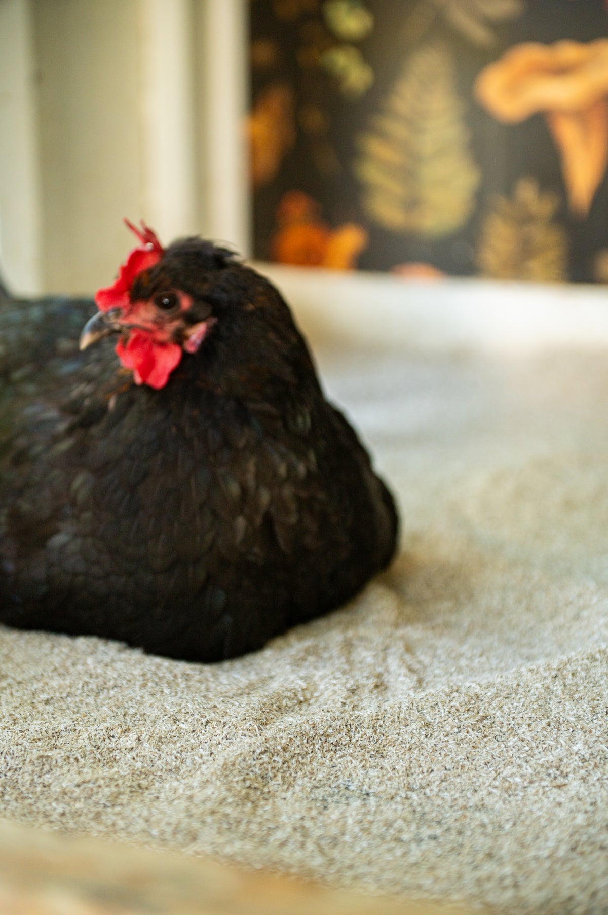Black hen resting on Premium Poultry hemp bedding inside a clean chicken coop