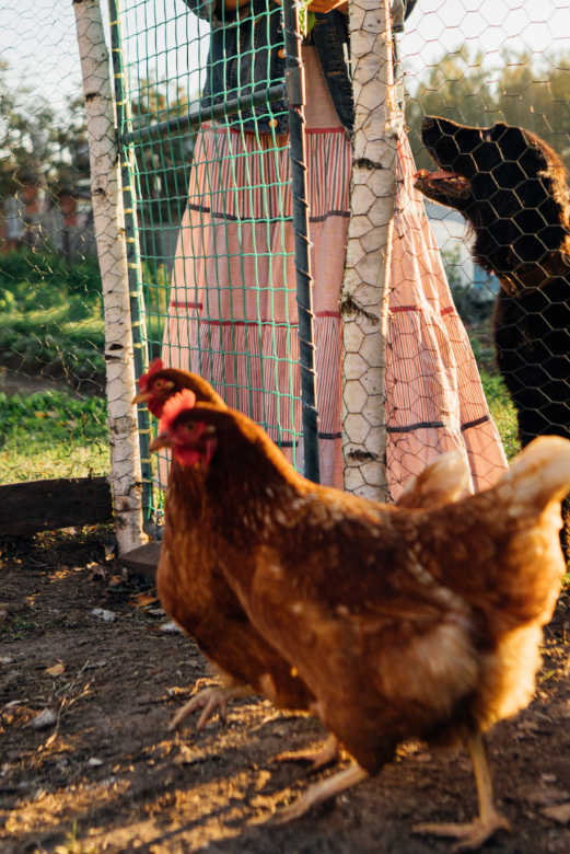 Brown chicken in a fenced area with a person in the background
