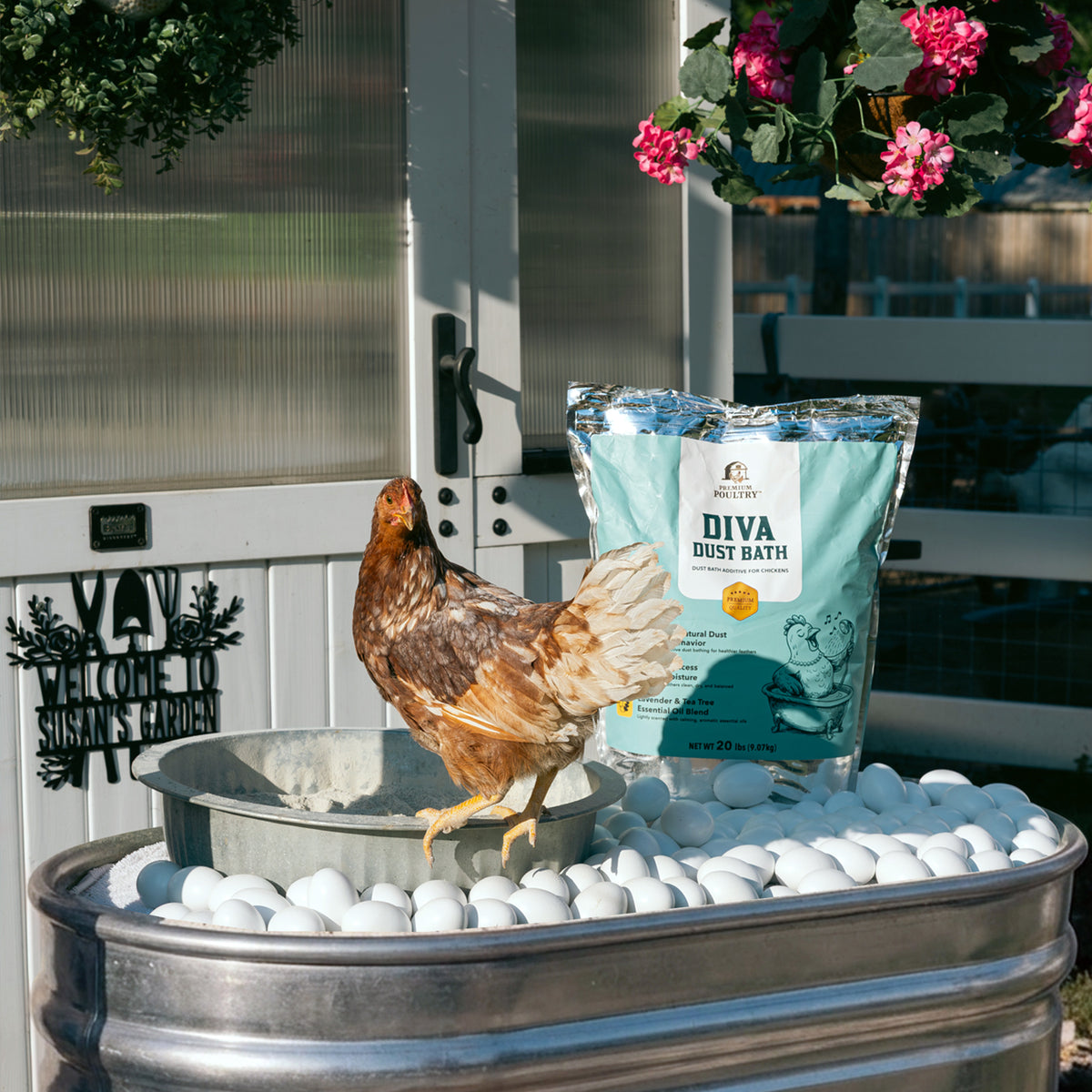 Chicken interacting with a 'Diva Dust Bath' product on a metal tub outdoors.