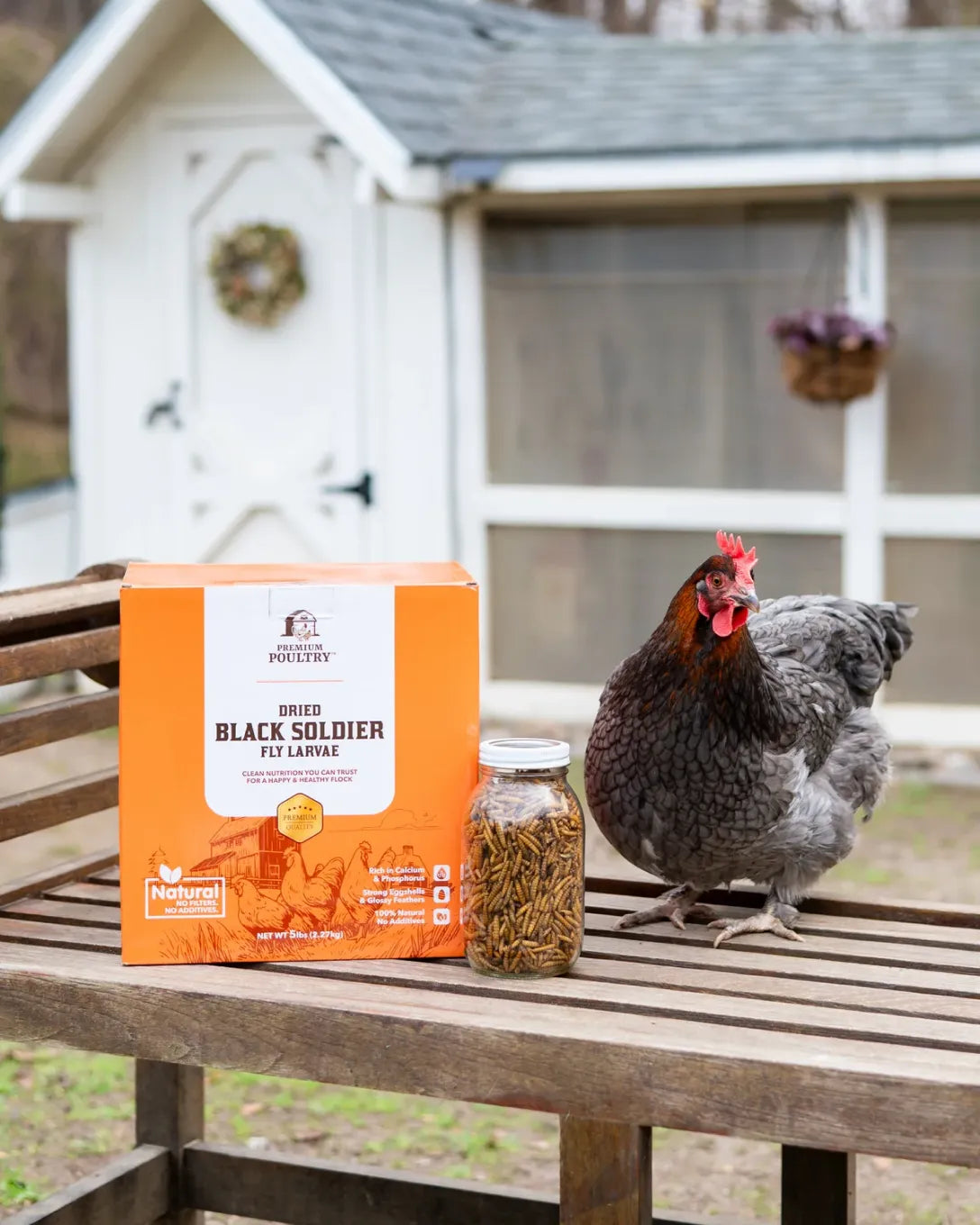 Chicken standing next to a box of dried black soldier fly larvae on a wooden surface with a chicken coop in the background.