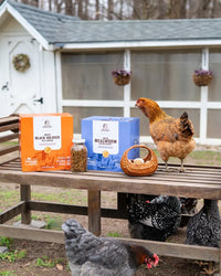 Chickens near boxes of Black Soldier Fly larvae and Mealworms on a wooden platform with a chicken coop in the background.