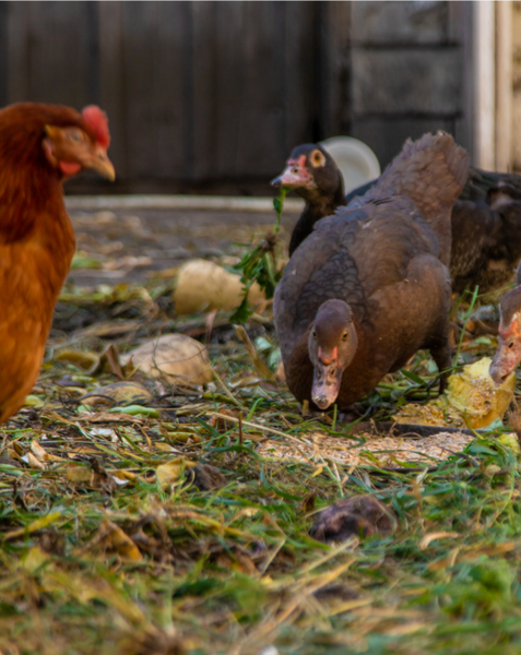 Two chickens and a duck foraging on the ground with a wooden fence in the background.