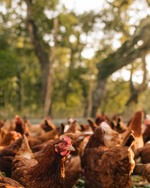 Group of chickens in a natural setting with trees in the background