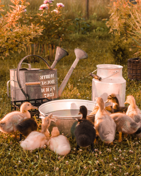 Group of ducklings gathered around a metal bucket with gardening tools in a garden setting.