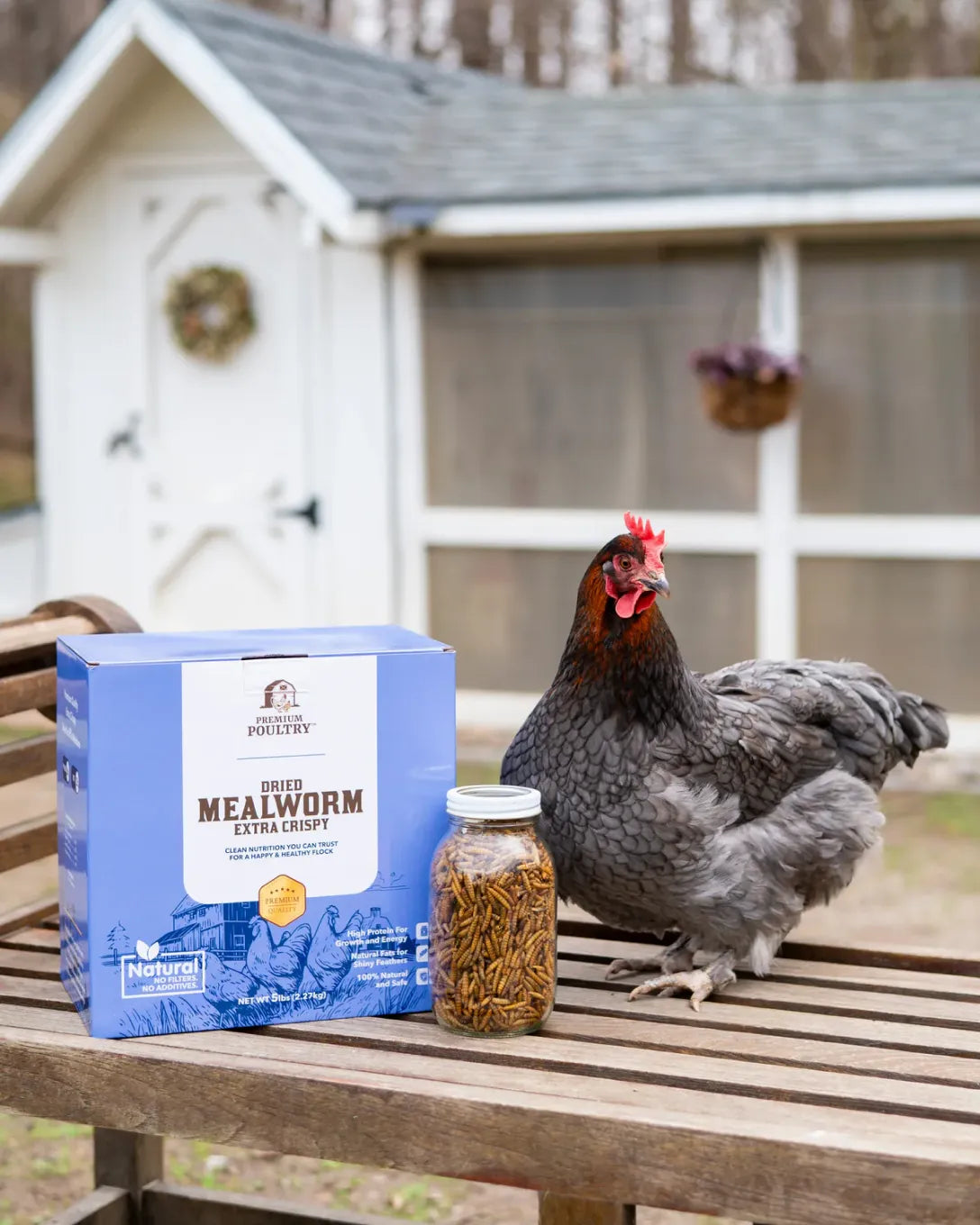 Chicken standing next to a box and jar of Naturell Mealworms in front of a chicken coop.
