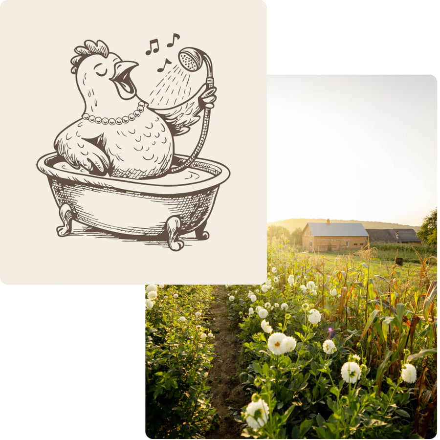Illustration of a chicken taking a bath with a shower head and a scenic farm field with barns.
