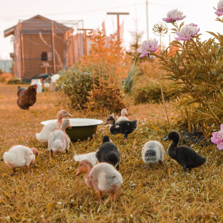 Group of ducks and a chicken in a grassy area with flowers and a coop in the background.