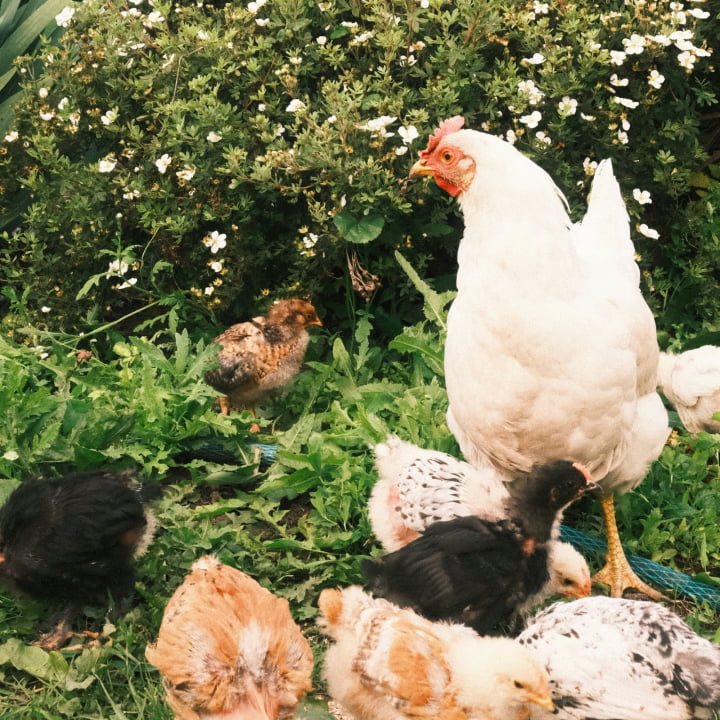 White chicken with chicks in a garden setting
