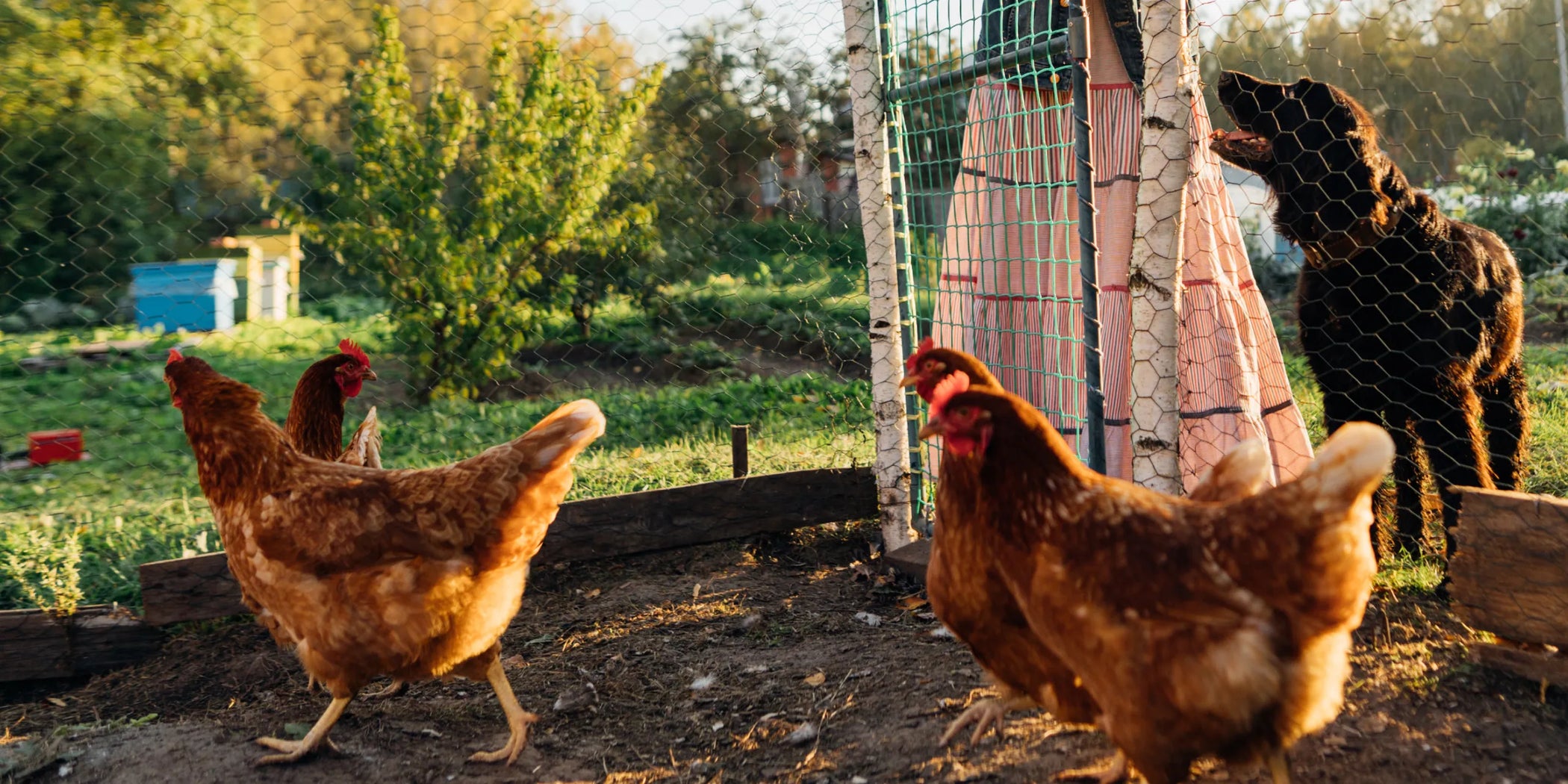 Two chickens near a chicken coop with a dog in the background