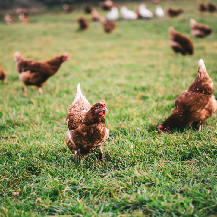 Hens foraging on a grassy field with a blurred background