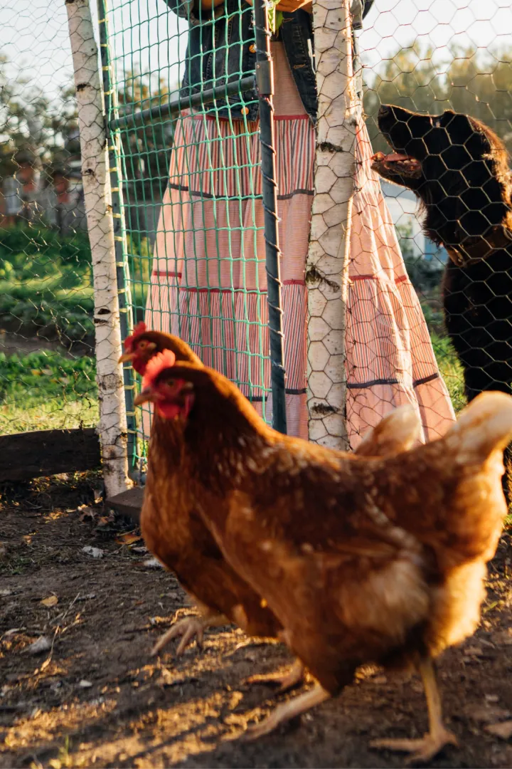 Two chickens in a fenced area with a person in the background.