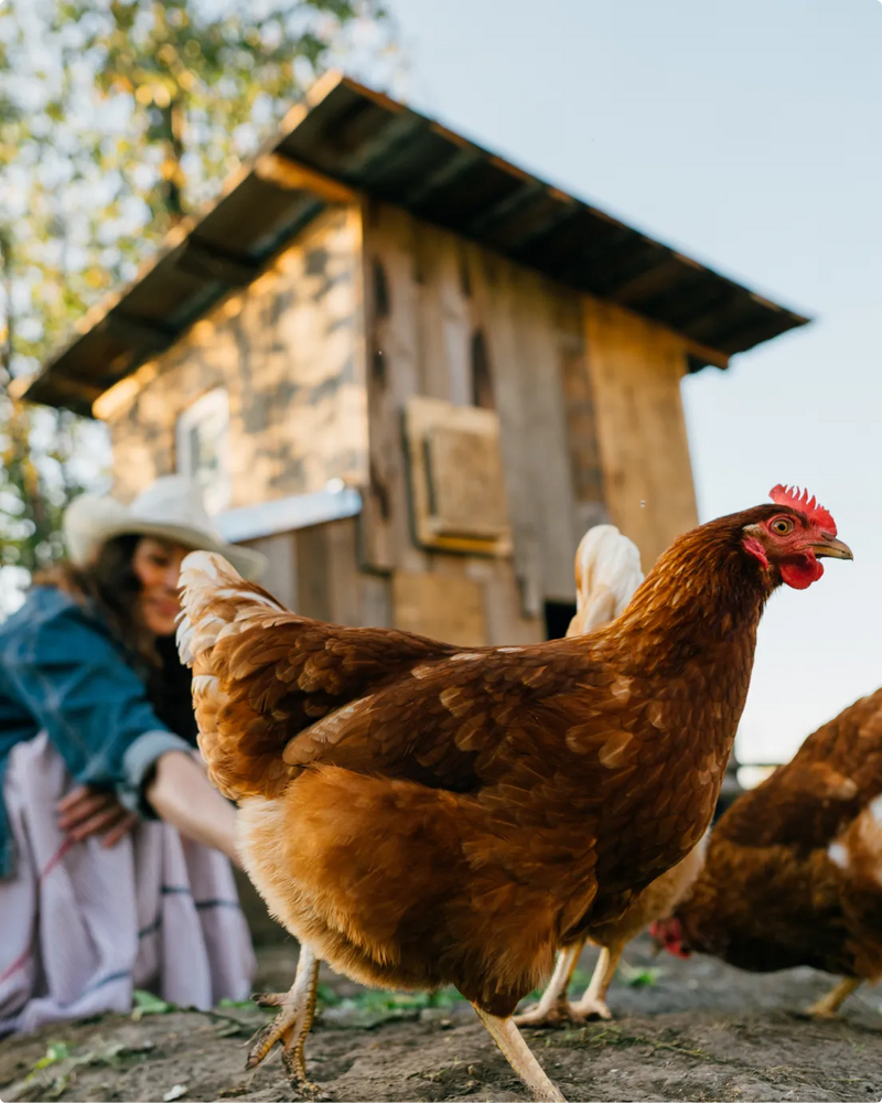 Brown chicken in front of a wooden chicken coop with a person in the background.